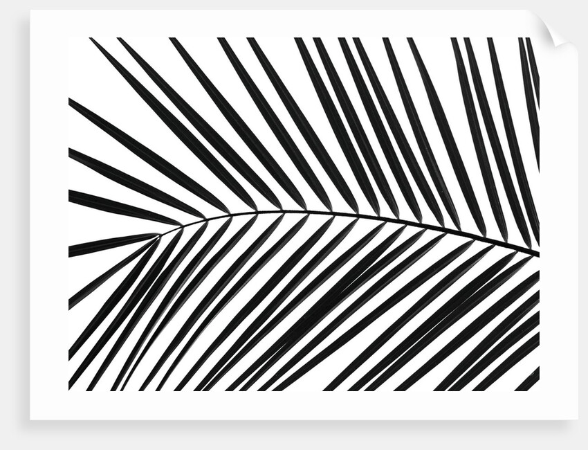 Palm tree leaf by Assaf Frank